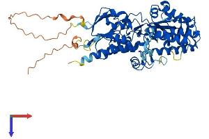 AlphaFold protein structure predicition of Mouse Recombinant Smox Protein, UniprotID Q99K82