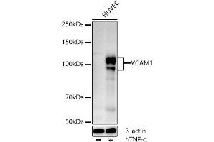 Western blot analysis of extracts of HUVEC cells, using VC antibody (ABIN3020868, ABIN3020869, ABIN3020870 and ABIN6213763) at 1:524 dilution. (VCAM1 anticorps  (AA 300-400))