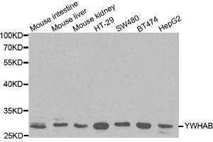 Western blot analysis of extracts of various cell lines, using YWHAB antibody. (YWHAB anticorps  (AA 1-246))