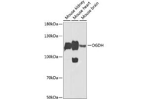 Western blot analysis of extracts of various cell lines, using OGDH Antibody (ABIN6131413, ABIN6145002, ABIN6145004 and ABIN6216119) at 1:1000 dilution. (alpha KGDHC anticorps  (AA 148-427))