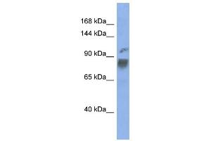 HNRPUL1 antibody used at 1 ug/ml to detect target protein. (HNRNPUL1 anticorps  (Middle Region))