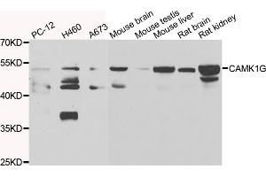 Western blot analysis of extracts of various cell lines, using CAMK1G antibody (ABIN4903115) at 1:1000 dilution. (CAMK1G anticorps)