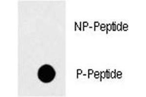 Dot blot analysis of phospho-FAS antibody.