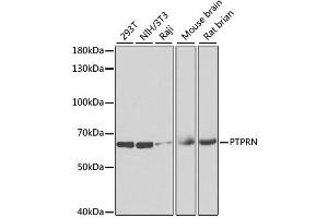 Western blot analysis of extracts of various cell lines, using PTPRN antibody.