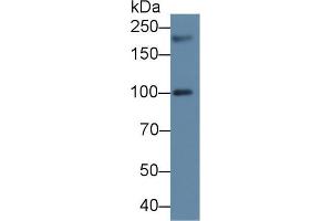 Western blot analysis of Human 293T cell lysate, using Human PEX1 Antibody (2 µg/ml) and HRP-conjugated Goat Anti-Rabbit antibody ( (PEX1 anticorps  (AA 62-219))
