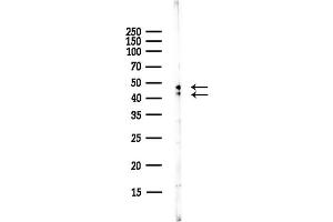 anti-Glycogen Synthase Kinase 3 alpha/beta (GSK3a/b) (N-Term) antibody