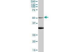 NUP50 MaxPab polyclonal antibody.