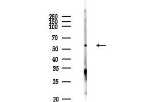 Western blot analysis of lysates from PC12 cells, using ATP6V1 Antibody at 1/1000 dilution.