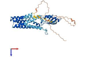 AlphaFold protein structure predicition of Human Recombinant SLC30A3 Protein, UniprotID Q99726