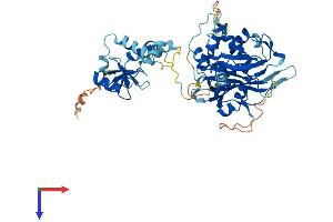 AlphaFold protein structure predicition of Mouse Recombinant Usp22 Protein, UniprotID Q5DU02