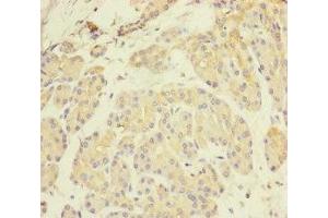 Immunohistochemistry of paraffin-embedded human pancreatic tissue using ABIN7162443 at dilution of 1:100 (P2RX3 anticorps  (AA 44-317))