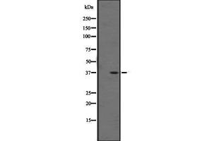 Western blot analysis of OR1F1 expression in K562 cell line lysate ,The lane on the left is treated with the antigen-specific peptide. (OR1F1 anticorps  (C-Term))