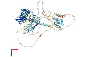 AlphaFold protein structure predicition of Mouse Recombinant Map3k20 Protein, UniprotID Q9ESL4
