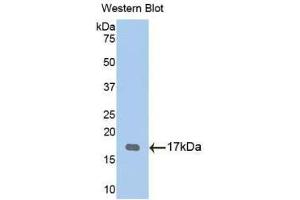 Western blot analysis of the recombinant protein. (TPSG1 anticorps  (AA 99-244))