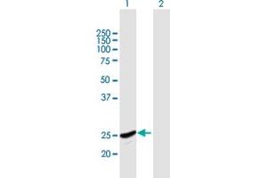 Western Blot analysis of GINS2 expression in transfected 293T cell line by GINS2 MaxPab polyclonal antibody. (GINS2 anticorps  (AA 1-185))