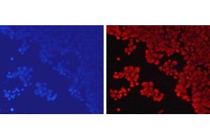 Immunofluorescence analysis of 293T cells using MonoMethyl-Histone H3-K79 Polyclonal Antibody (Histone 3 anticorps  (meLys79))