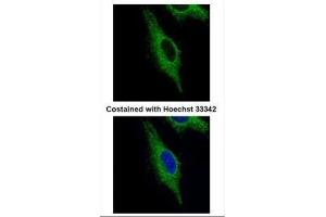 ICC/IF Image Confocal immunofluorescence analysis (Olympus FV10i) of paraformaldehyde-fixed HeLa, using TRIM23, antibody (Green) at 1:500 dilution. (TRIM23 anticorps  (N-Term))