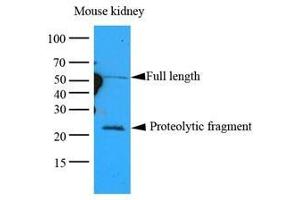 Cell lysates of Mouse kidney lysates (35 ug) were resolved by SDS-PAGE, transferred to nitrocellulose membrane and probed with anti-human GPC4 (1:1000). (GPC4 anticorps  (AA 401-529))