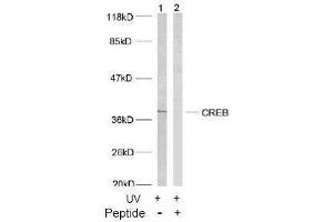 Image no. 2 for anti-cAMP Responsive Element Binding Protein 1 (CREB1) (Ser133) antibody (ABIN197188) (CREB1 anticorps  (Ser133))
