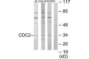 Western Blotting (WB) image for anti-Cyclin-Dependent Kinase 1 (CDK1) (Internal Region) antibody (ABIN1849110) (CDK1 anticorps  (Internal Region))