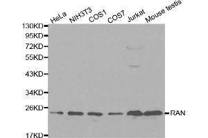 Western blot analysis of extracts of various cell lines, using RAN antibody. (RAN anticorps)