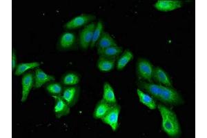 Immunofluorescent analysis of HepG2 cells using ABIN7147508 at dilution of 1:100 and Alexa Fluor 488-congugated AffiniPure Goat Anti-Rabbit IgG(H+L)