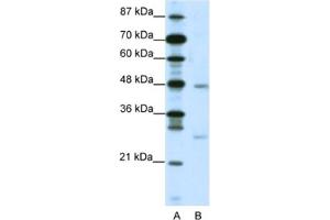 Western Blotting (WB) image for anti-MAX Dimerization Protein 4 (MXD4) antibody (ABIN2460570) (MXD4 anticorps)