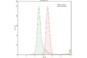 Detection of MCL1 in Raji human Burkitt's lymphoma cell line using Polyclonal Antibody to Induced Myeloid Leukemia Cell Differentiation Protein Mcl-1 (MCL1)