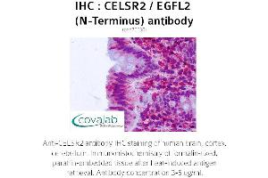Image no. 1 for anti-Cadherin EGF LAG Seven Pass G-Type Receptor 2 (CELSR2) (Extracellular Domain), (N-Term) antibody (ABIN1732970) (CELSR2 anticorps  (Extracellular Domain, N-Term))