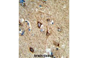 Formalin-fixed and paraffin-embedded human brain tissue reacted with COX5A Antibody (Center), which was peroxidase-conjugated to the secondary antibody, followed by DAB staining.