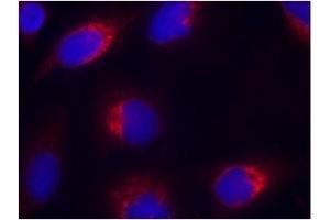 Image no. 1 for anti-Ephrin B2 (EFNB2) (AA 328-332) antibody (ABIN197418) (Ephrin B2 anticorps  (AA 328-332))