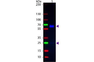 Western blot of Fluorescein conjugated Goat Anti-Rat IgA (Alpha chain) secondary antibody. (Chèvre anti-Rat IgA (Heavy Chain) Anticorps (FITC) - Preadsorbed)