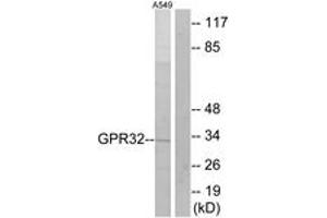 Western blot analysis of extracts from A549 cells, using GPR32 Antibody. (GPR32 anticorps  (AA 151-200))