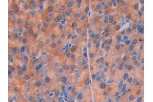 Detection of CD34 in Mouse Pancreas Tissue using Polyclonal Antibody to Cluster Of Differentiation 34 (CD34) (CD34 anticorps  (AA 36-287))