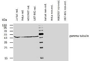 TUBG1 anticorps  (AA 434-449)