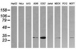 Image no. 3 for anti-Kallikrein 8 (KLK8) antibody (ABIN1498963) (Kallikrein 8 anticorps)