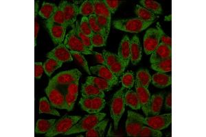 Immunofluorescent staining of HeLa cells using Laminin Receptor Monospecific Mouse Monoclonal Antibody (RPSA/2699) followed by goat anti-Mouse IgG conjugated to CF488 (green).