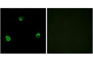 Immunofluorescence analysis of MCF7 cells, using OR10A4 Antibody. (OR10A4 anticorps  (AA 261-310))