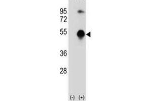Western blot analysis of GATA3 antibody and 293 cell lysate (2 ug/lane) either nontransfected (Lane 1) or transiently transfected (2) with the GATA3 gene. (GATA3 anticorps  (AA 235-263))