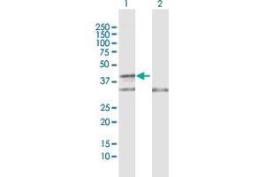 Western Blot analysis of COX10 expression in transfected 293T cell line by COX10 MaxPab polyclonal antibody. (COX10 anticorps  (AA 1-443))