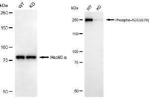 Western blotting analysis using phospho-ACC(S79) antibody (ABIN7797443).