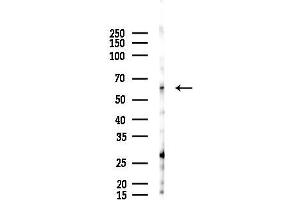 anti-Collapsin Response Mediator Protein 1 (CRMP1) (C-Term) antibody