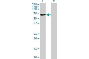 Western Blot analysis of NAGA expression in transfected 293T cell line by NAGA MaxPab polyclonal antibody. (NAGA anticorps  (AA 1-411))