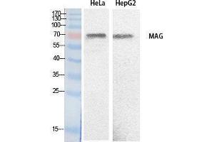 Western Blotting (WB) image for anti-Myelin Associated Glycoprotein (MAG) (Internal Region) antibody (ABIN3181061)