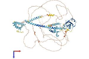 AlphaFold protein structure predicition of Mouse Recombinant Lemd3 Protein, UniprotID Q9WU40