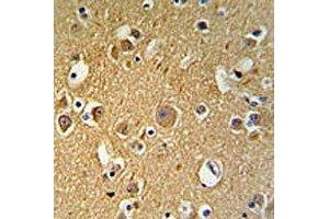 TUBB2C antibody IHC analysis in formalin fixed and paraffin embedded human brain tissue (TUBB2C anticorps  (AA 99-125))