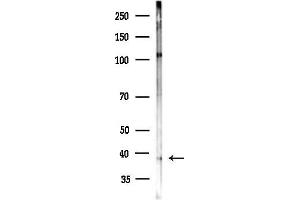 anti-Necdin Homolog (Mouse) (NDN) (C-Term) antibody