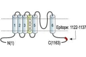 Representative domain view of the target of ABIN7885311.