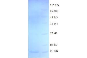 Heat Shock 10kDa Protein 1 (Chaperonin 10) (HSPE1) (AA 2-102), (full length) protein (His tag) (HSPE1 Protein (AA 2-102, full length) (His tag))