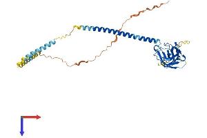AlphaFold protein structure predicition of Mouse Recombinant Sun5 Protein, UniprotID Q9DA32